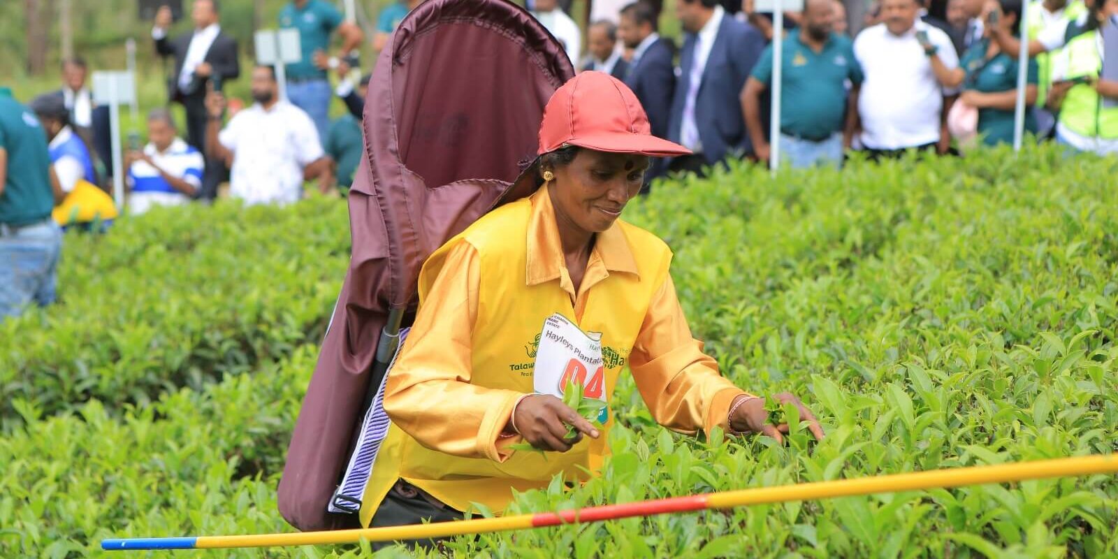 Hayleys Plantations Best Tea Harvester Competition (3)