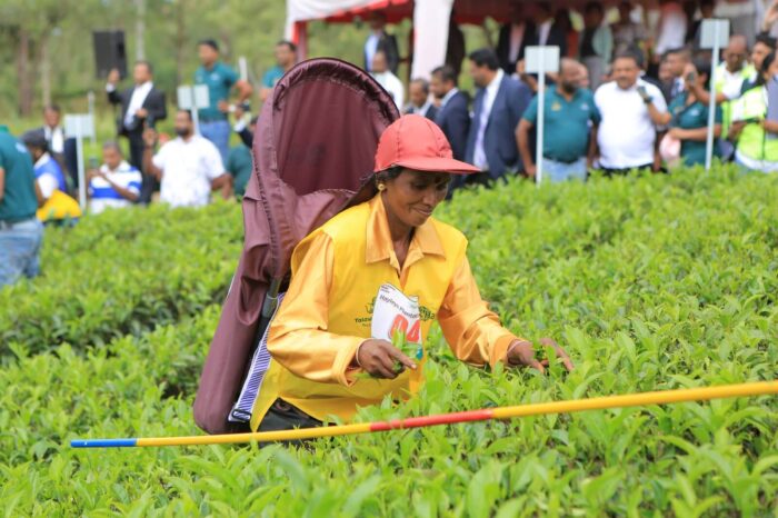 Hayleys Plantations Best Tea Harvester Competition (3)